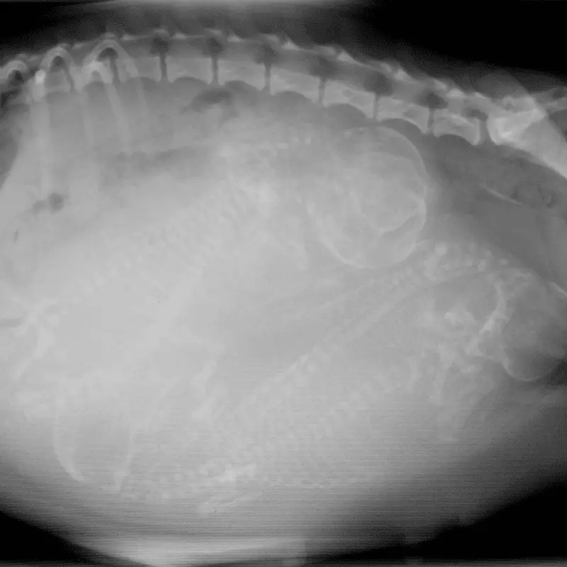 Side view radiograph of a dog pregnant with multiple puppies