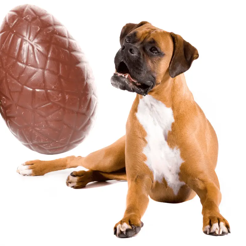 A chocolate Easter egg and a dog sitting looking at it