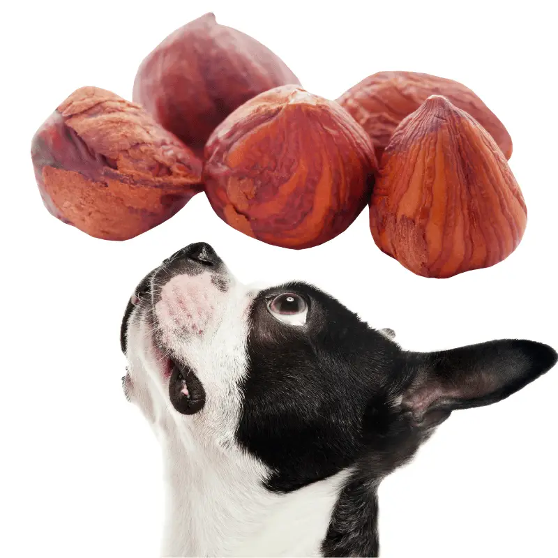 five hazelnuts and a black and white dog looking up at them