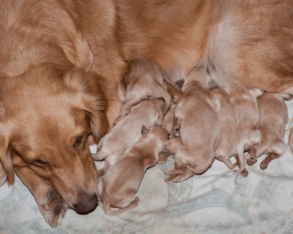 new born of golden retriever puppies