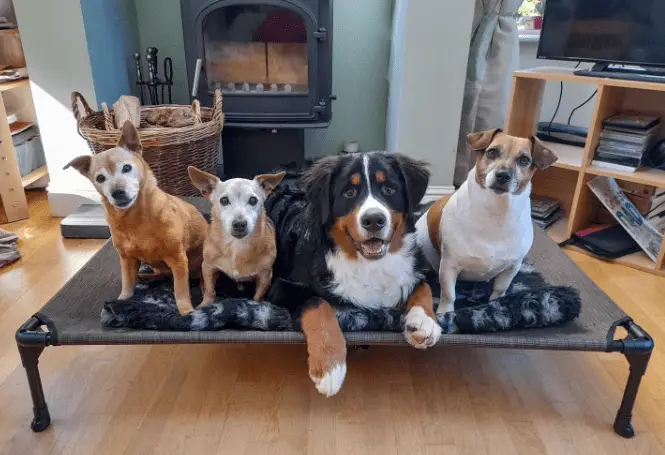 A raised dog bed with four dogs sitting on it looking at the camera