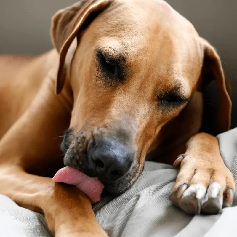 A close up of a brown dog grooming his paws