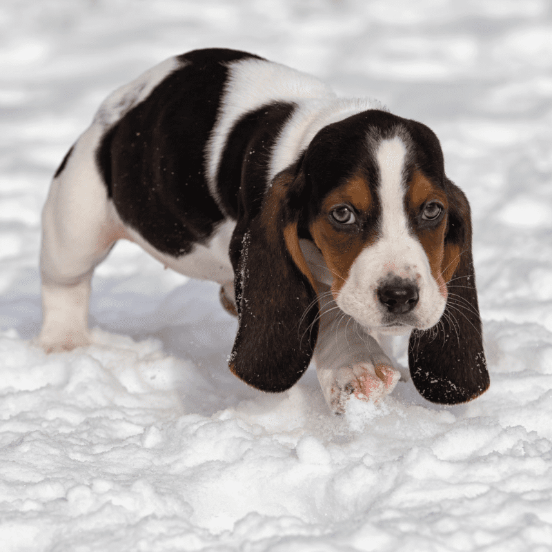 Basset Hound puppy in the snow
