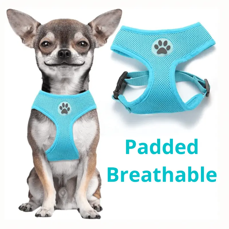 Blue Padded Chihuahua Harness