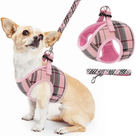 8 Best Chihuahua Harnesses (Perfect Fit) - Dog Friendly Scene