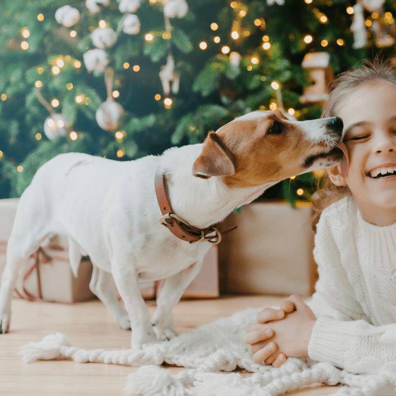 a cute JRT dog licking a child's face
