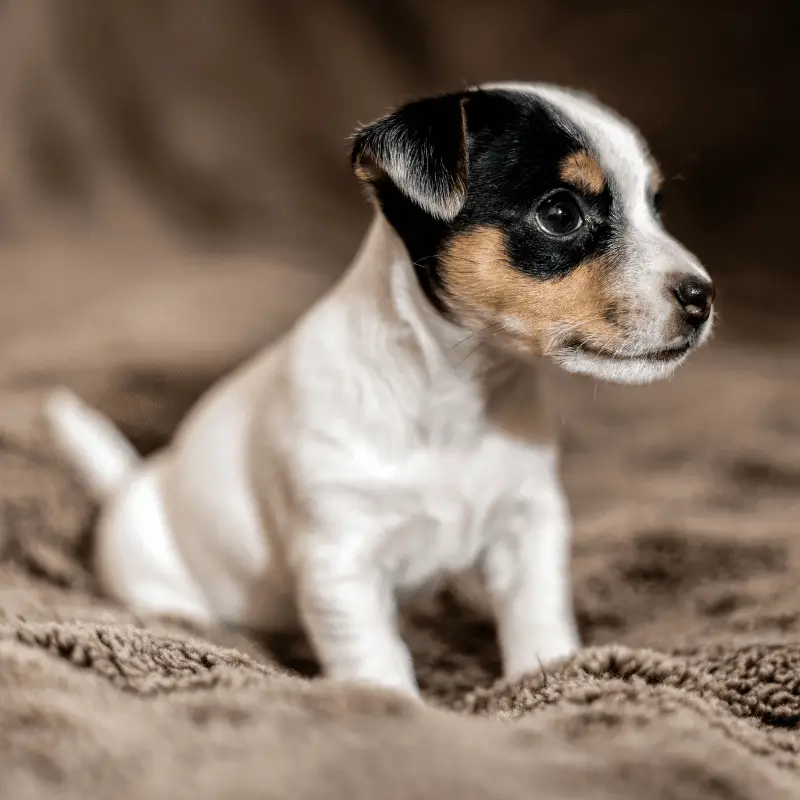 Jack Russell Puppy sitting on a blanket