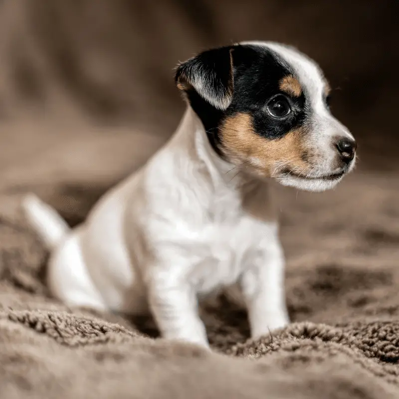 is a terrier mix hypoallergenic