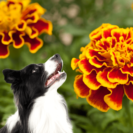 Are Marigolds Poisonous To Dogs? - Dog Friendly Scene