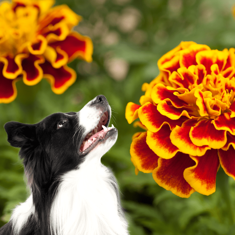 Marigold flower and a dog looking at them