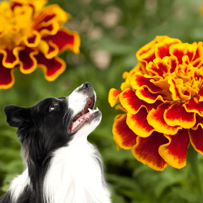 Are Marigolds Poisonous To Dogs?