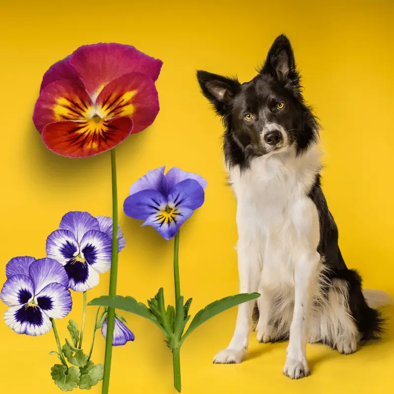 Are Pansies Poisonous To Dogs?