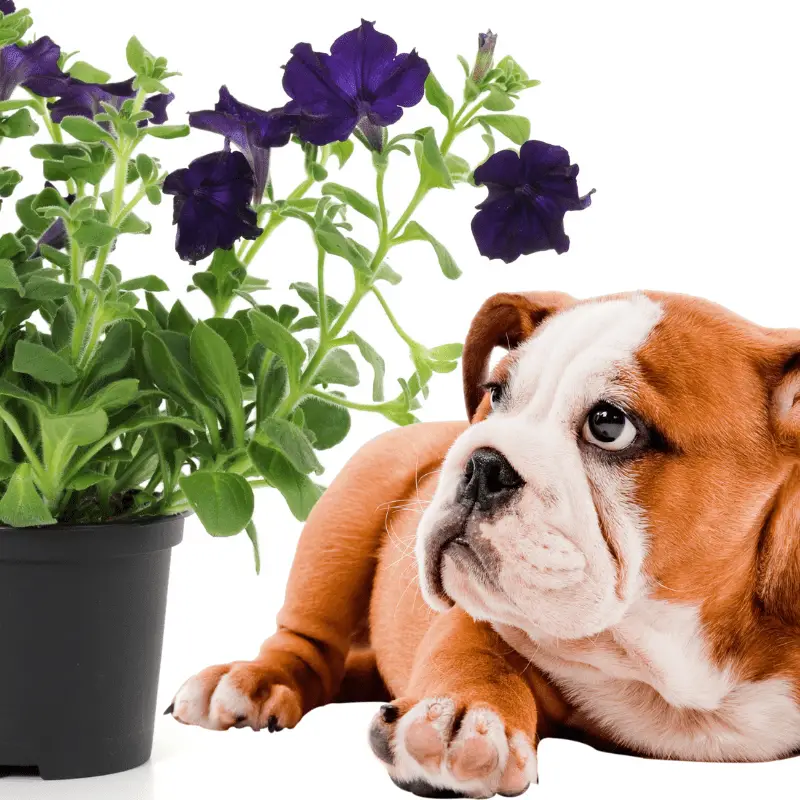 Petunias and a bulldog looking at the flower pot