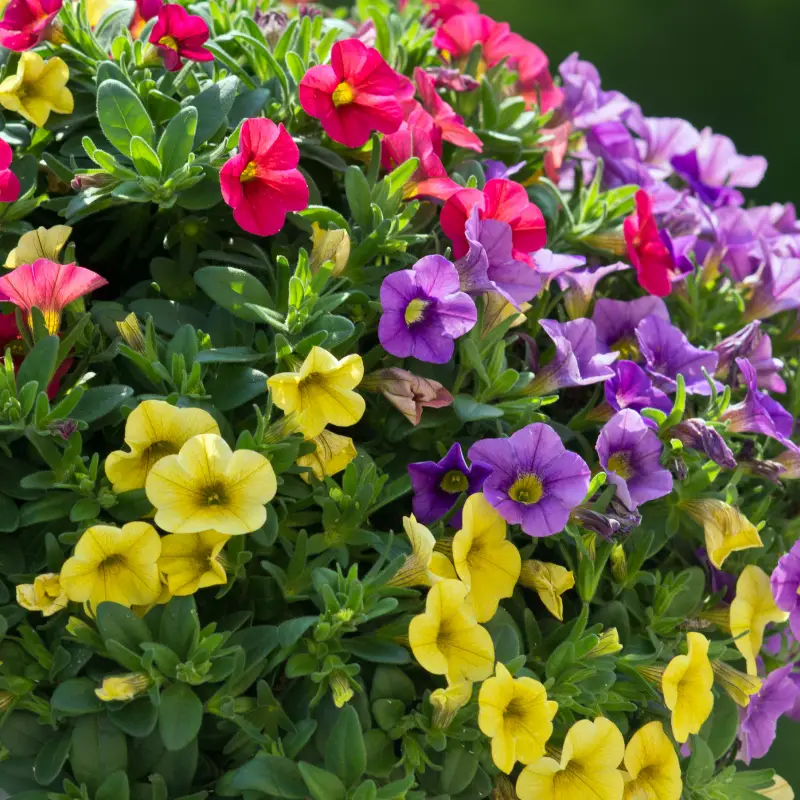 Petunias, lots of them all different colours, purple, pink and yellow flowers, close up