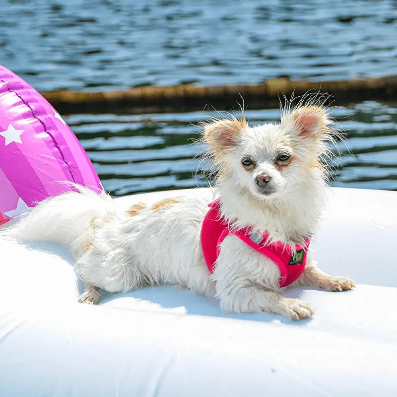 Wet Pomeranian dog laying down with pink harnesses on