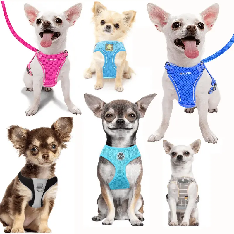 Six Chihuahua dogs in Harnesses
