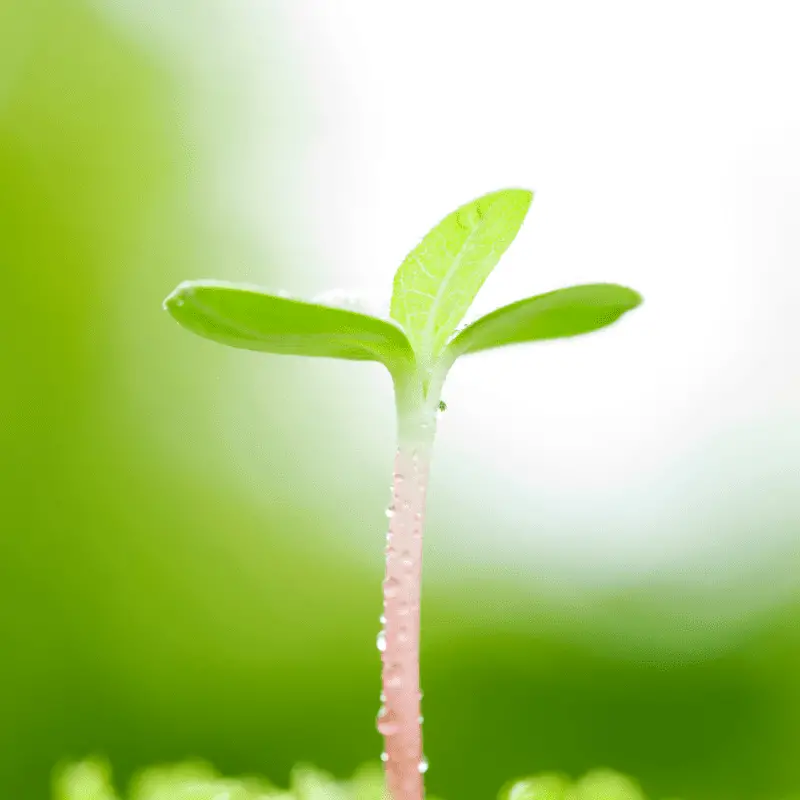 A close up of a sunflower seedling on a blurred background