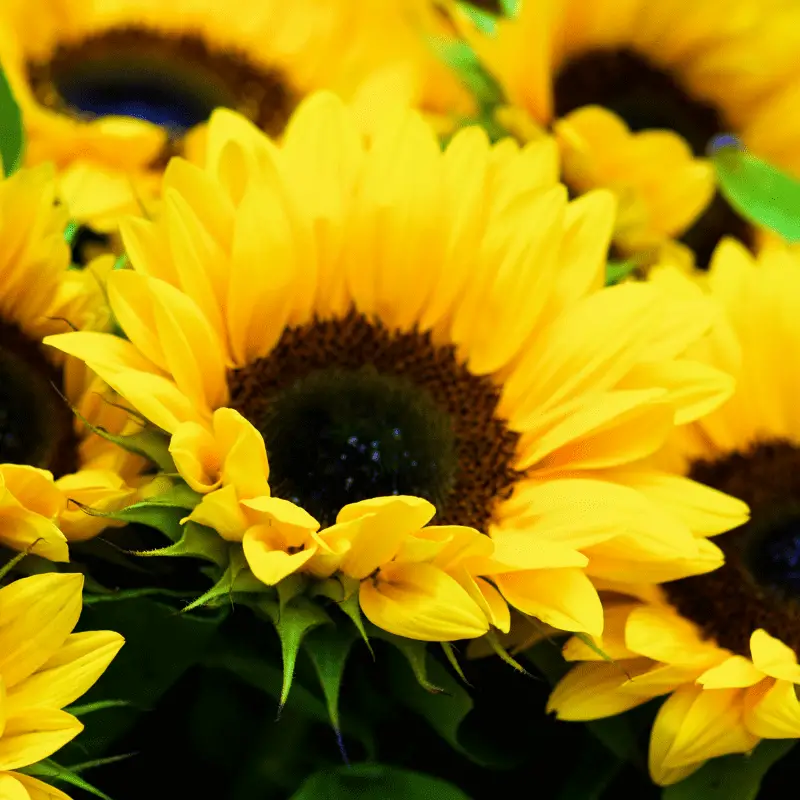 Close up of sunflowers