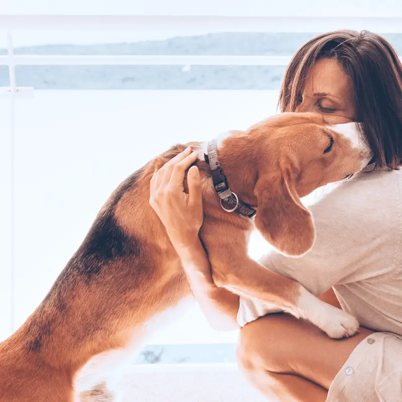 Tender home scene with woman owner and her beagle dog