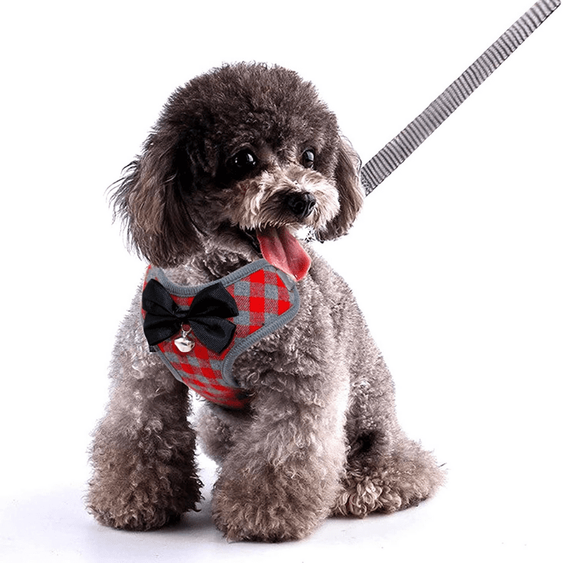 cute dog wearing a harness on a leash