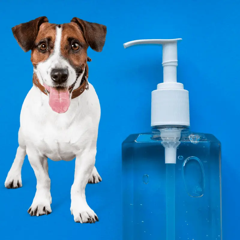 A dog sitting next to a bottle of hand sanitiser