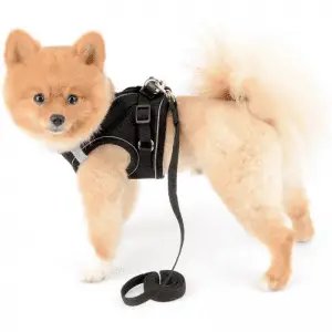 A Pomeranian wearing a harness