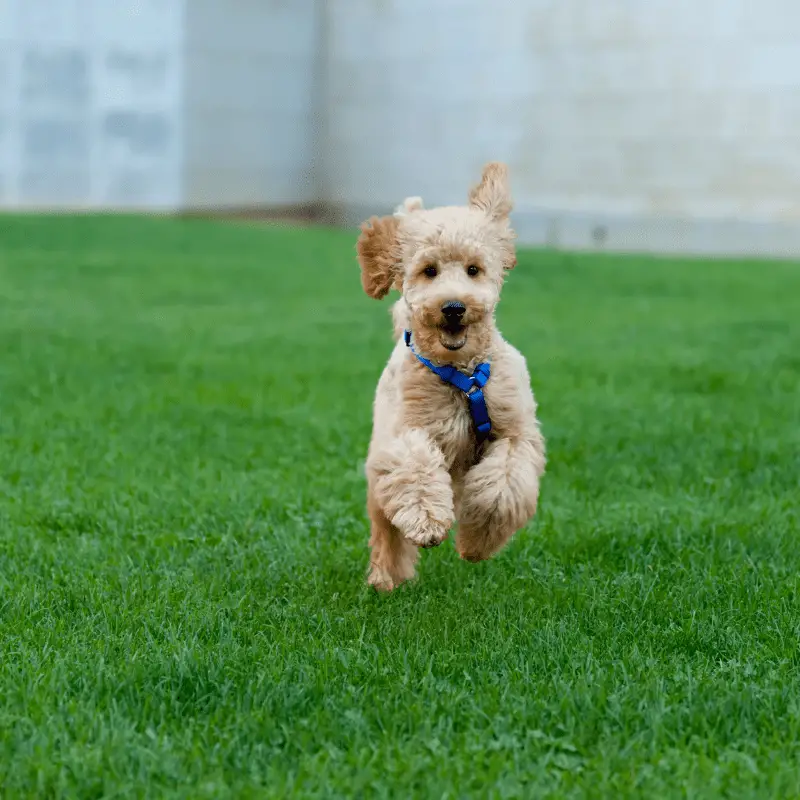 A cute happy poodle jumping on the grass getting some exercise