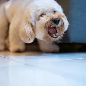 a dog barking with mouth open image