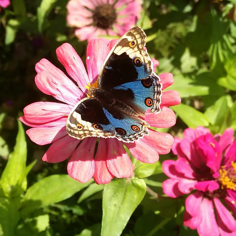 Butterfly sitting on a pink zinina