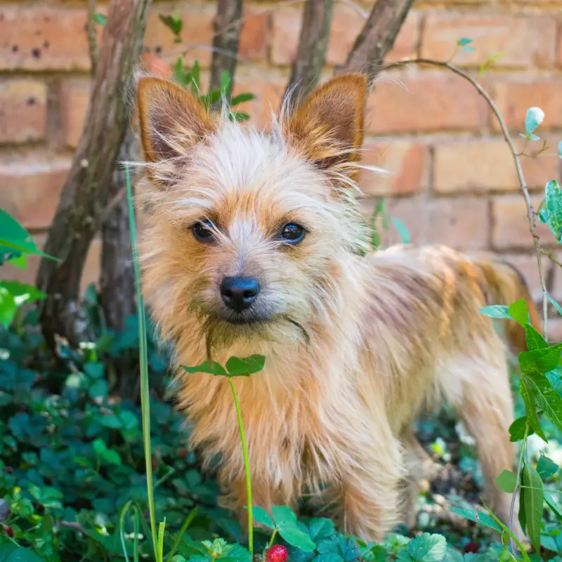 A dog in the garden