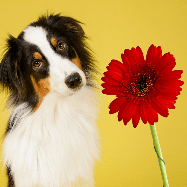 Are Gerbera Daisies Poisonous To Dogs? Dog Friendly Scene
