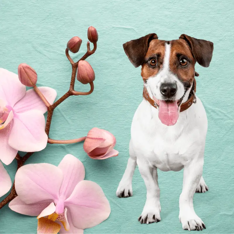 Are Orchids Poisonous To Dogs? (Phalaenopsis & Cypripedioideae Subfamily)