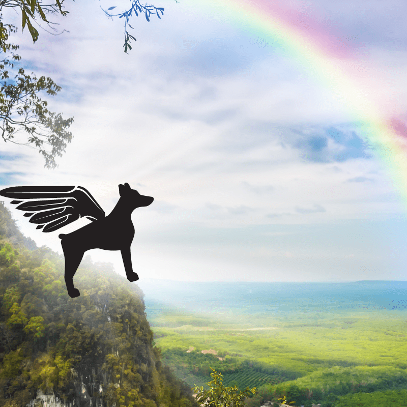 Rainbow and a silhouette of a dog with wings