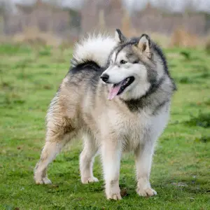 Siberian Husky standing on the grass, full body view