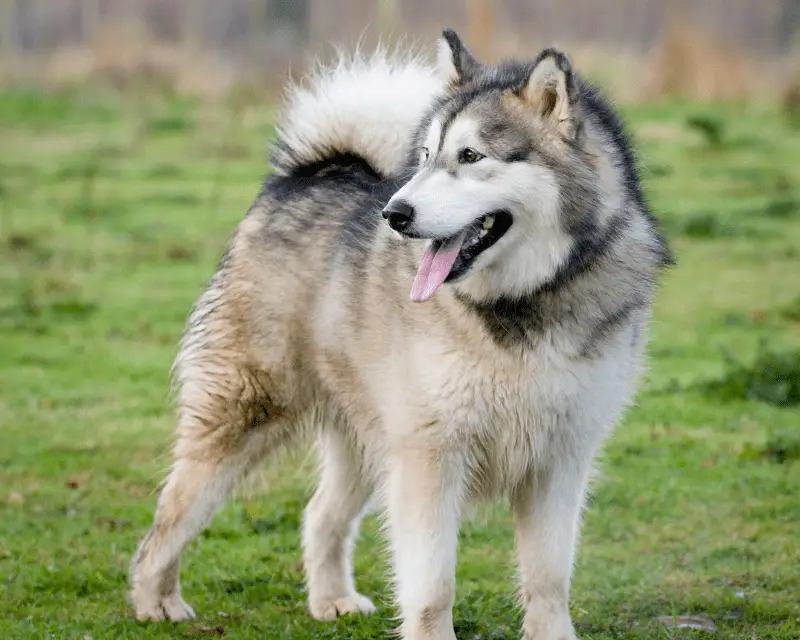 Siberian Husky standing on the grass, full body view