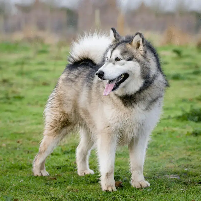 does the siberian husky have infectious disease