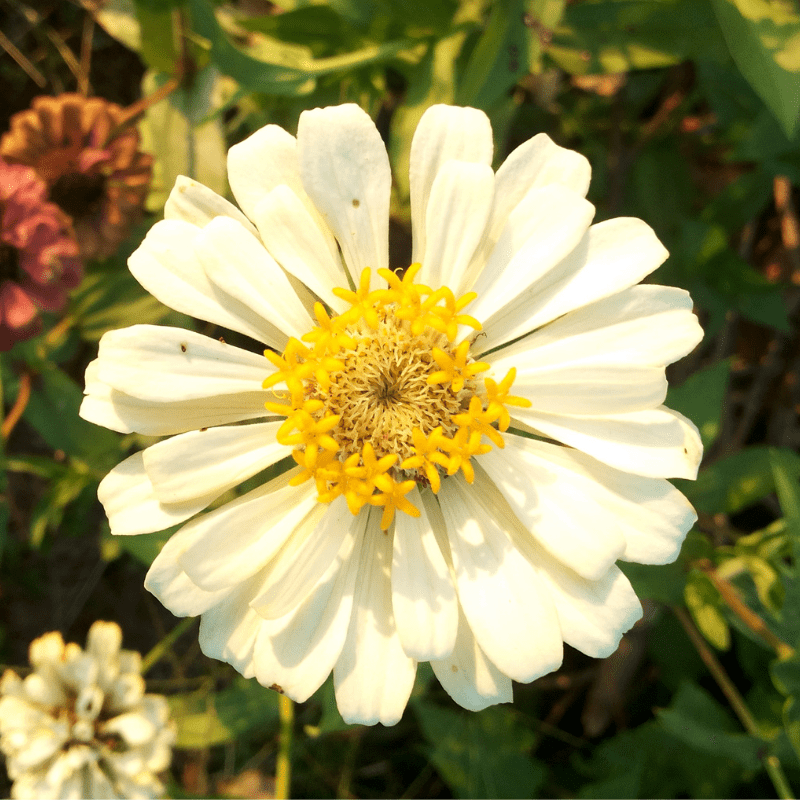 White Zinnia Flower head close up