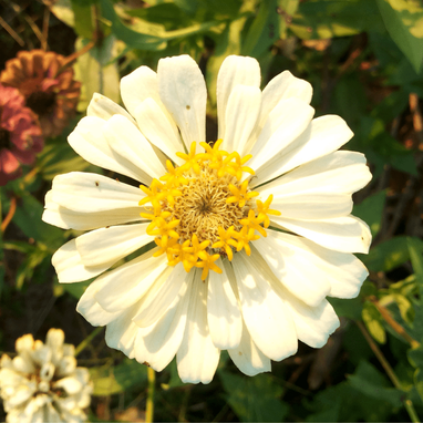 are zinnia plants poisonous to dogs and cats