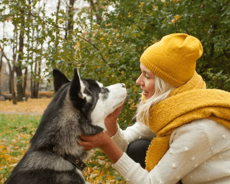 Woman training dog husky in the park