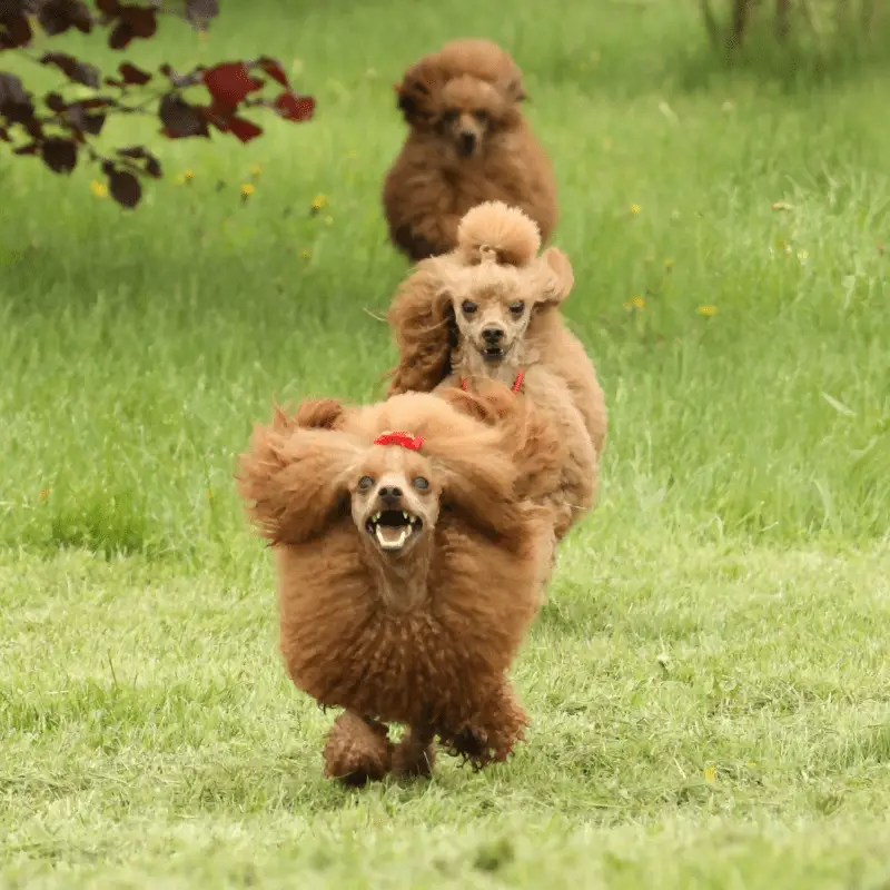 Three happy poodles running around on the grass