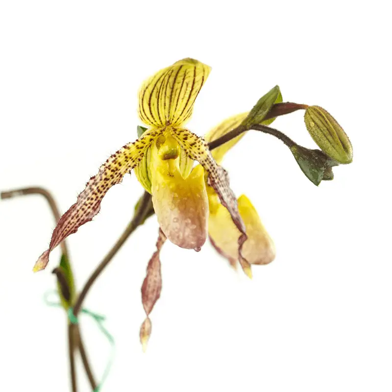 lady slipper orchid, yellow on a white background