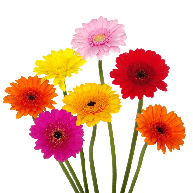 Are Gerbera Daisies Poisonous To Dogs? - Dog Friendly Scene