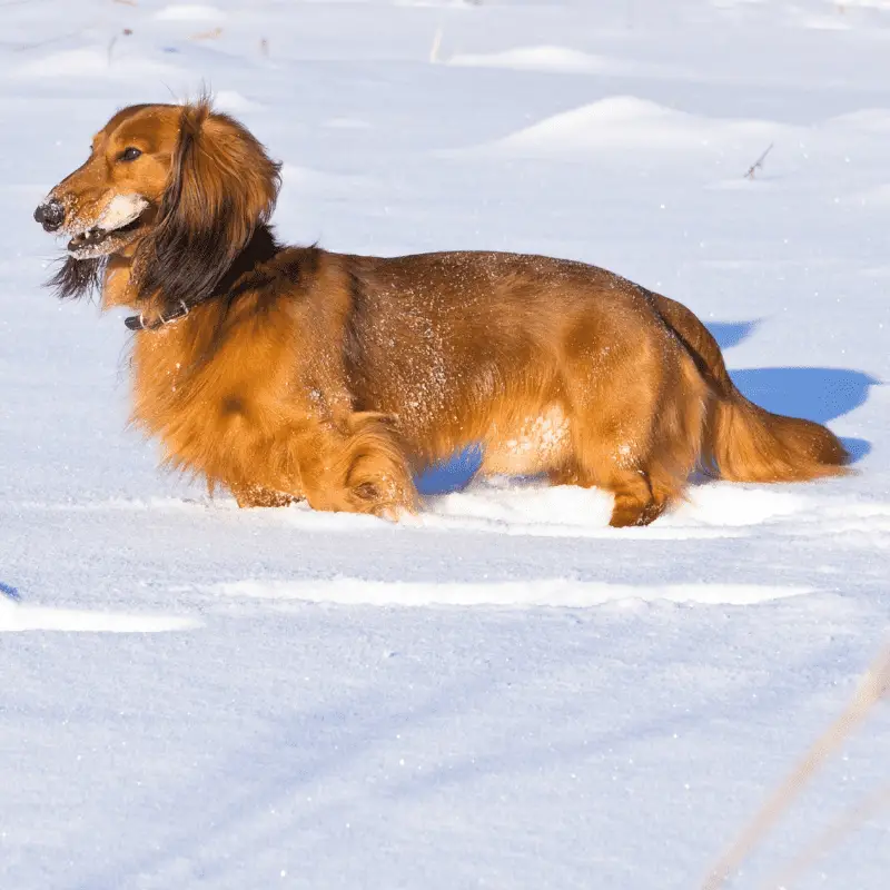 Long haired tan dachshund in the snow