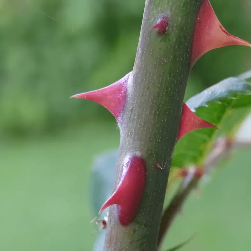 Close up image of a roses stem showing the prickles