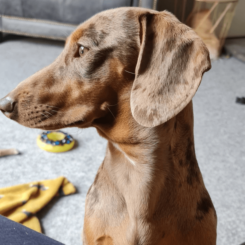 close up side view of head - Dachshund