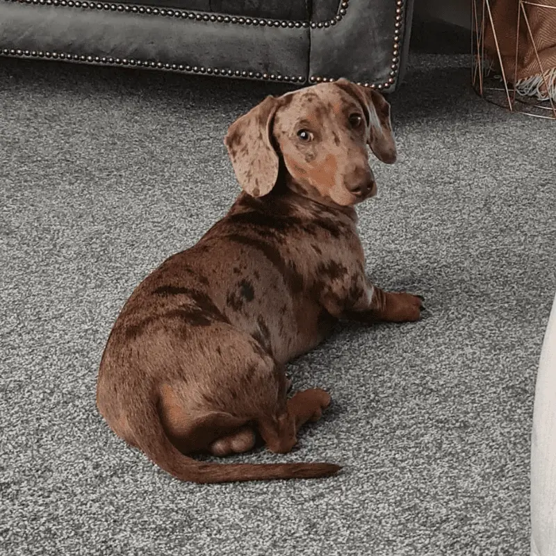 Smooth haired male dachshund, laying on the carpet chilling