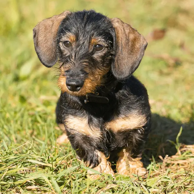 Dachshund Dog Breed Information - Dog Friendly Scene