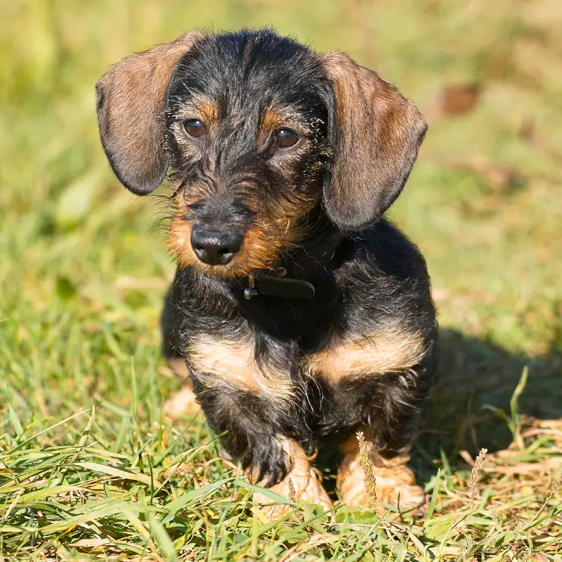 Wire haired Dachshund on the grass outside