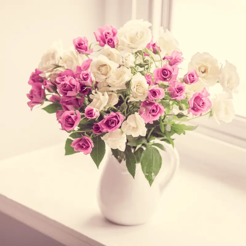 Pink and white roses, in a vase on the window ledge