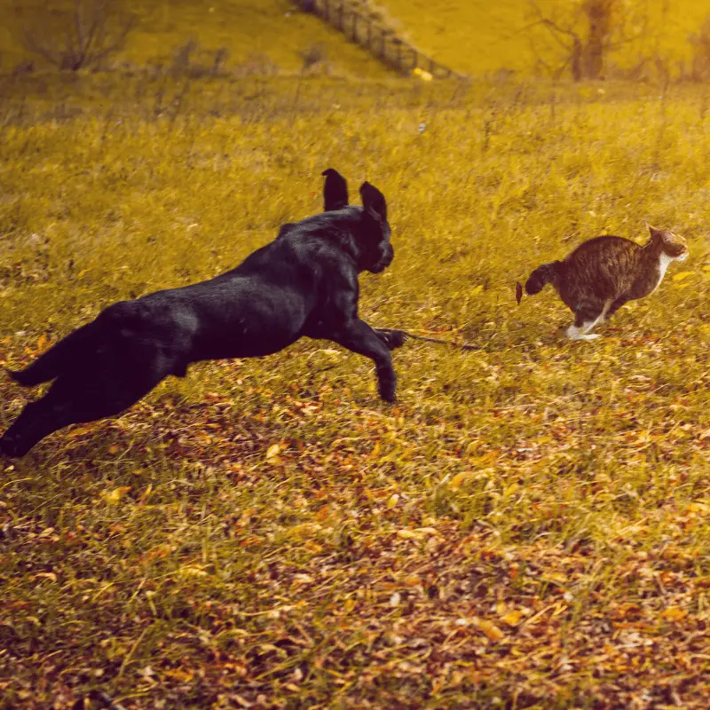 A black dog chasing a cat